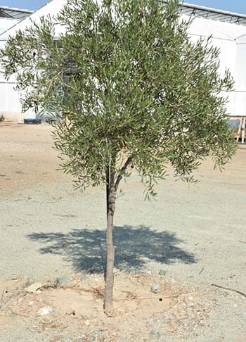 Ornamental Fruitless Olives - Kostelenos Nurseries