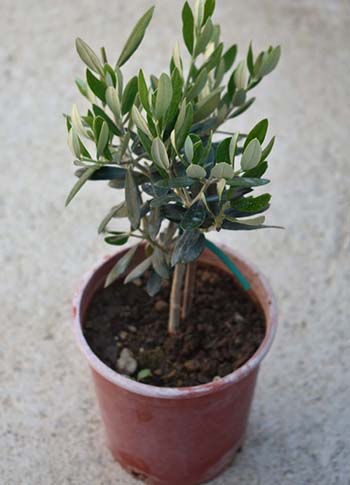 Ornamental Bonsai Type Olive Trees - Kostelenos Nurseries