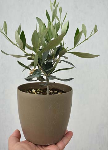 Ornamental Bonsai Type Olive Trees - Kostelenos Nurseries