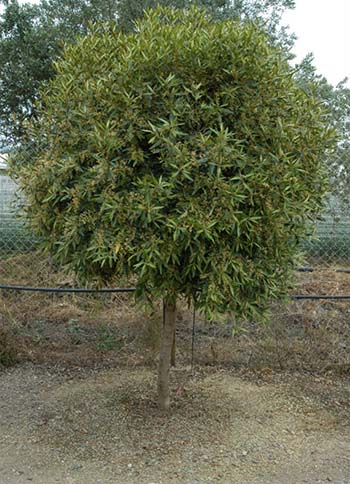 Ornamental Golden - Leaf Olives - Kostelenos Nurseries