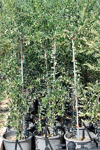 Two years old olive trees with fruits - Kostelenos Nurseries