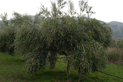 Field evaluation - screening of olive tree varieties - G. Kostelenos Nurseries
