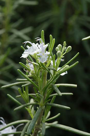 Rosemary (Rosmarinus spp) - Kostelenos Nurseries