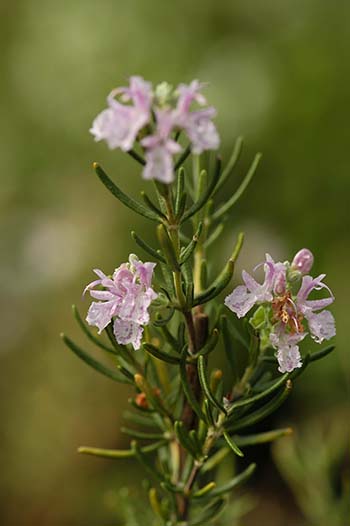 Rosemary (Rosmarinus spp) - Kostelenos Nurseries