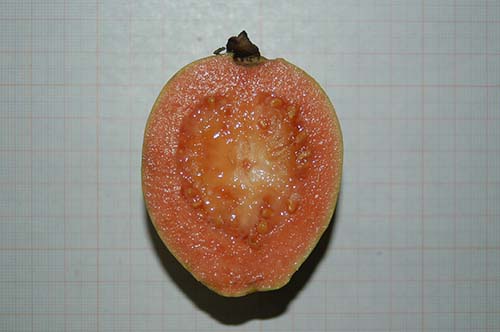 Guava - Kostelenos Nurseries