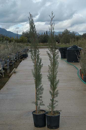 Cypress (Cupressus sempervirens) - Kostelenos Nurseries