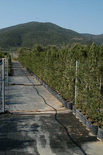 Cypress (Cupressus sempervirens) - Kostelenos Nurseries