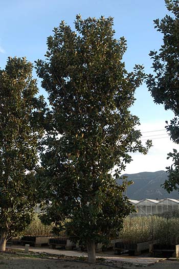 Magnolias (Magnolia grandiflora) - Kostelenos Nurseries