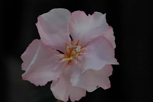Nerium (Nerium oleander) - Kostelenos Nurseries