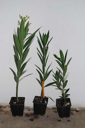 Nerium (Nerium oleander) - Kostelenos Nurseries