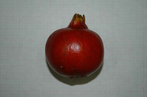 Pomegranates - Kostelenos Nurseries
