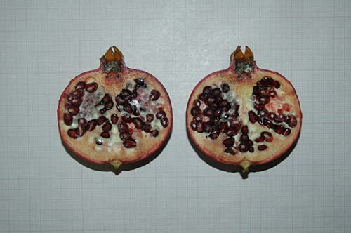 Pomegranates - Kostelenos Nurseries