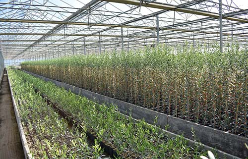 Glass houses for young olive trees production - G. Kostelenos Nurseries