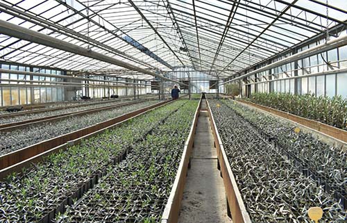 Glass houses for young olive trees production - G. Kostelenos Nurseries