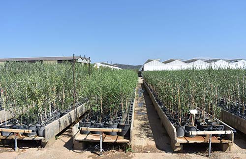 Outdoor young olive trees production area in benches - G. Kostelenos Nurseries