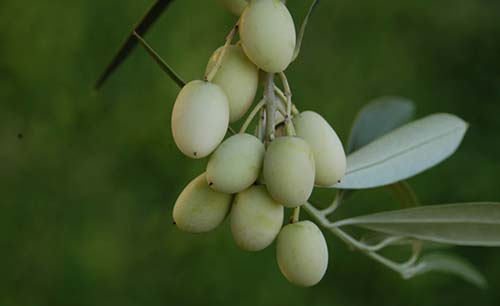 Ornamental White Fruit Olives - Kostelenos Nurseries
