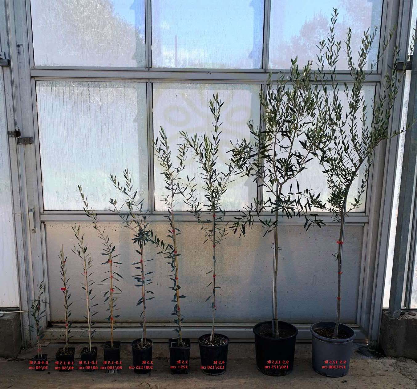 Indicative sizes of young olive trees - Kostelenos Nurseries