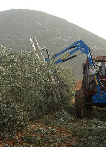 Super High-Density Olive Orchard (SHD) - Kostelenos Nurseries