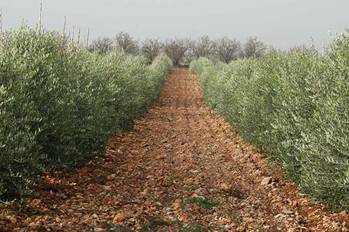 Super High-Density Olive Orchard (SHD) - Kostelenos Nurseries